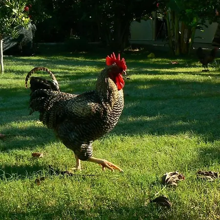 Almira Tatil parkı Çıralı